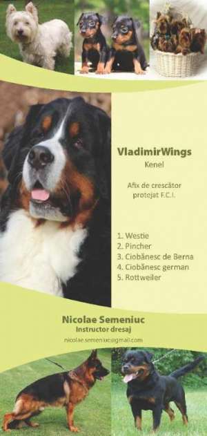Dresaj caine de companie in lesa
