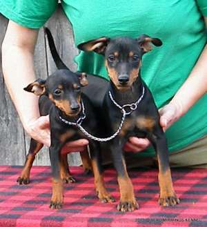Canisa VLADIMIRWINGS vinde catei Pinscher