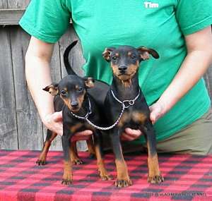 Canisa VLADIMIRWINGS vinde catei Pinscher