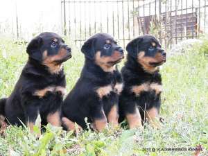 Canisa VLADIMIRWINGS vinde catei Rottweiler