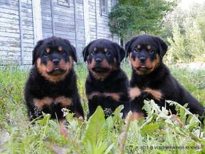 Canisa VLADIMIRWINGS vinde catei Rottweiler