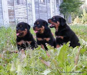 Canisa VLADIMIRWINGS vinde catei Rottweiler