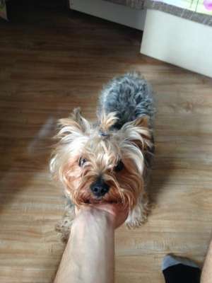 Yorkshire Terrier pierdut in Busteni,  zona vila Alexandros