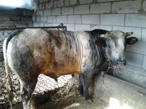 vand taur albastru belgian