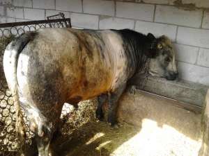 vand taur albastru belgian
