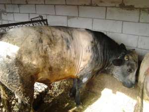 vand taur albastru belgian
