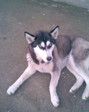 caut mascul  husky siberian ptr monta