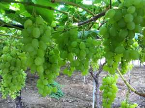 intermediar de fructe si citrice din italia