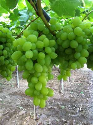 intermediar de fructe si citrice din italia