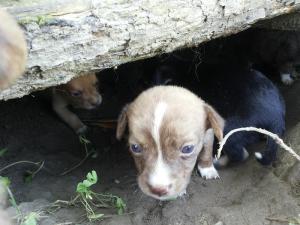 ofer spre adoptii pui metis pichinez..