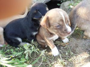 ofer spre adoptii pui metis pichinez..