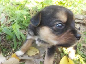 ofer spre adoptii pui metis pichinez..