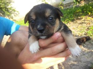 ofer spre adoptii pui metis pichinez..