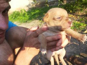 ofer spre adoptii pui metis pichinez..