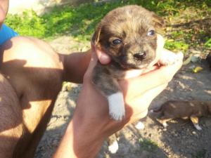 ofer spre adoptii pui metis pichinez..