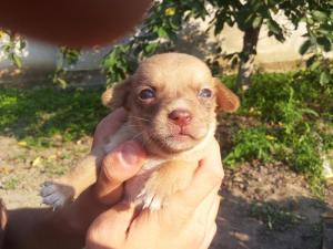 ofer spre adoptii pui metis pichinez..