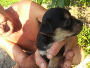 ofer spre adoptii pui metis pichinez..