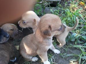 ofer spre adoptii pui metis pichinez..