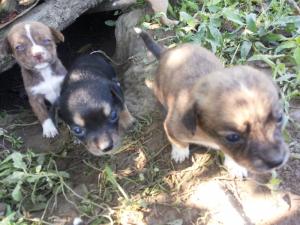 ofer spre adoptii pui metis pichinez..