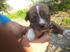 ofer spre adoptii pui metis pichinez..