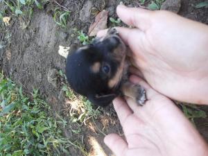 ofer spre adoptii pui metis pichinez..