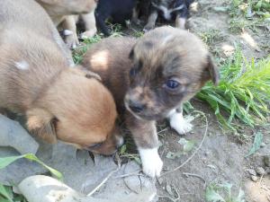ofer spre adoptii pui metis pichinez..