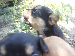 ofer spre adoptii pui metis pichinez..