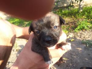 ofer spre adoptii pui metis pichinez..