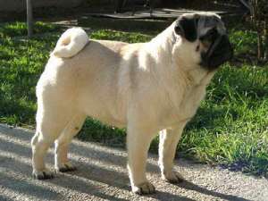 pui pui mops