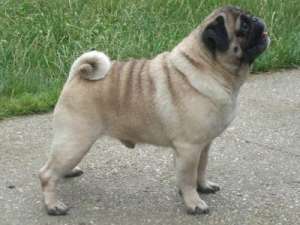 pui pui mops