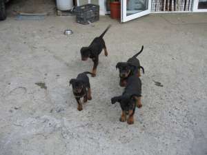 pui de rottweiler talie mare de vanzare