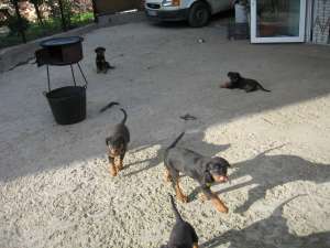 pui de rottweiler talie mare de vanzare