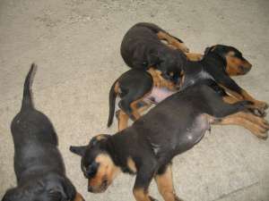 pui de rottweiler talie mare de vanzare