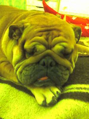 vand urgent femela de bulldog englez