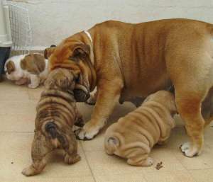 vand urgent femela de bulldog englez