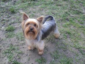 vand pui yorkshire terrier
