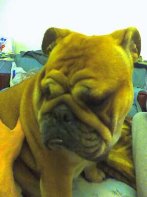 vand urgent femela de bulldog englez