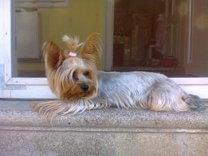 vand pui yorkshire terrier
