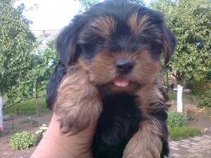 vand pui yorkshire terrier