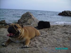 vand urgent femela de bulldog englez