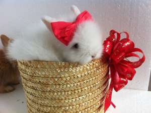 Vand iepuri pitici angora