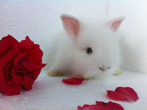 Vand iepuri pitici angora
