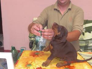 pui dobermann