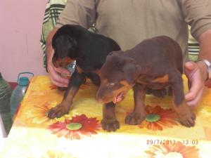 pui dobermann