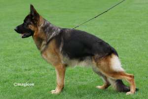 Catei CIOBANESC GERMAN