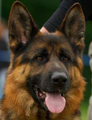 Catei CIOBANESC GERMAN