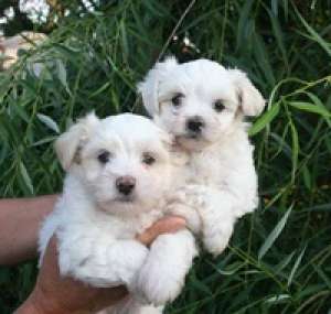 pui bichon maltese