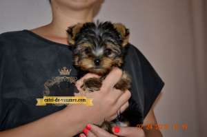Catelusi Yorkshire Terrier Toy de Vanzare.