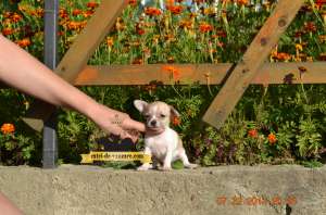 Chihuahua Extra Toy de Vanzare.