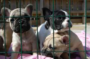 Rasa Buldog Pui Franceze